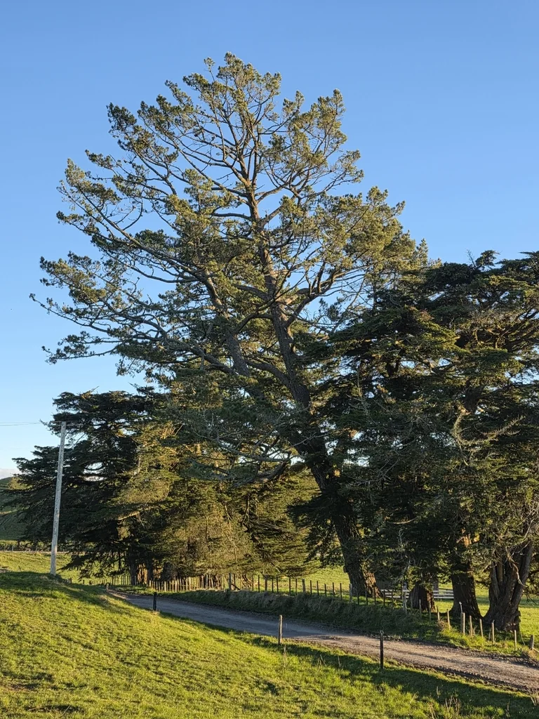 Pinus Radiata