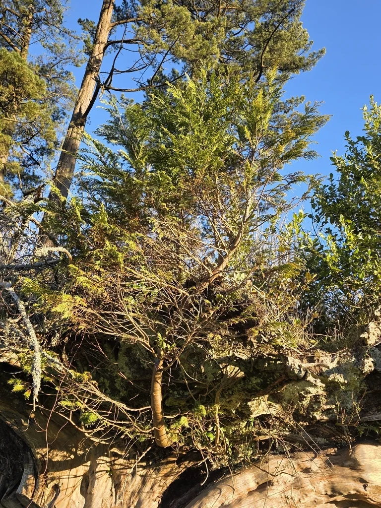 Chamaecyparis lawsoniana