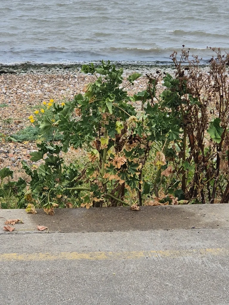 Lavatera Arborea
