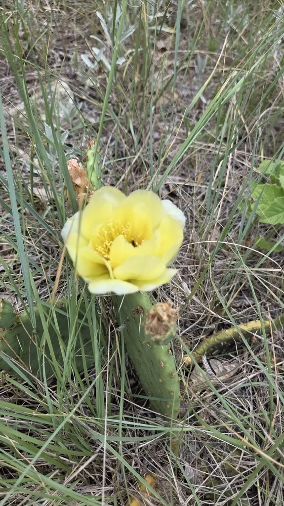 Opuntia Humifusa