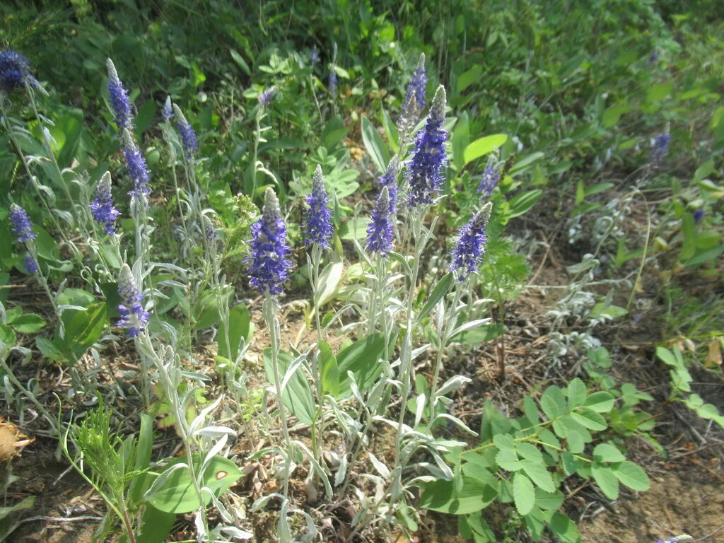 Veronica Spicata Incana