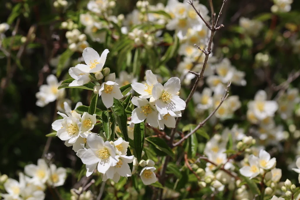 Philadelphus Lewisii