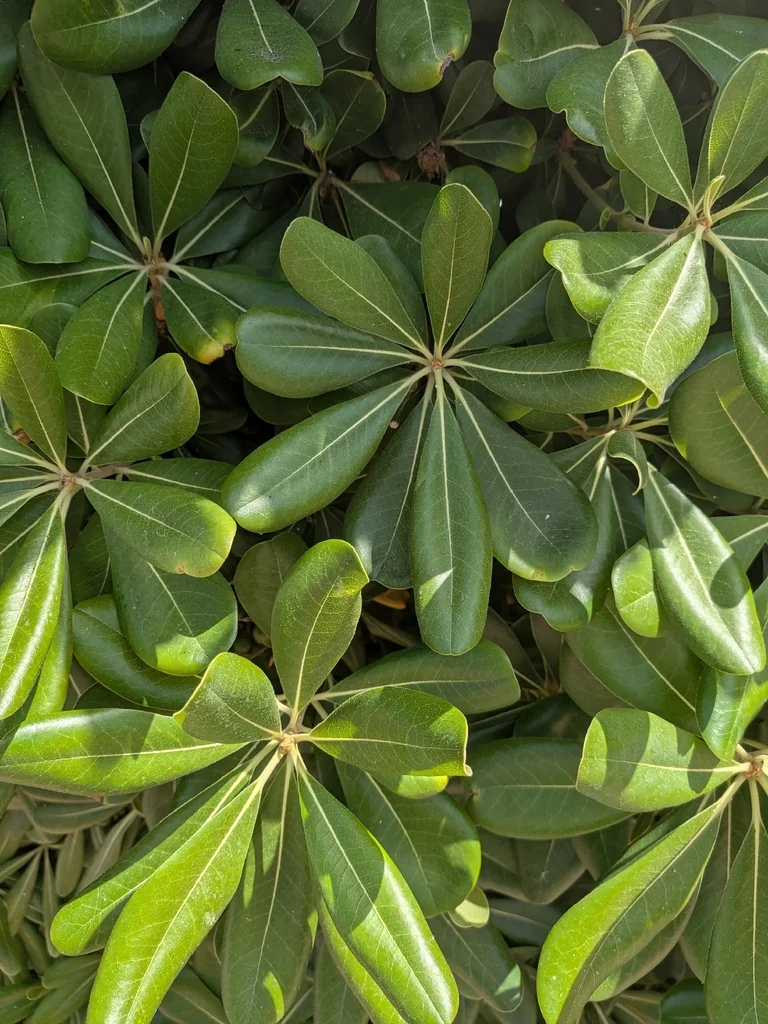 Pittosporum Tobira