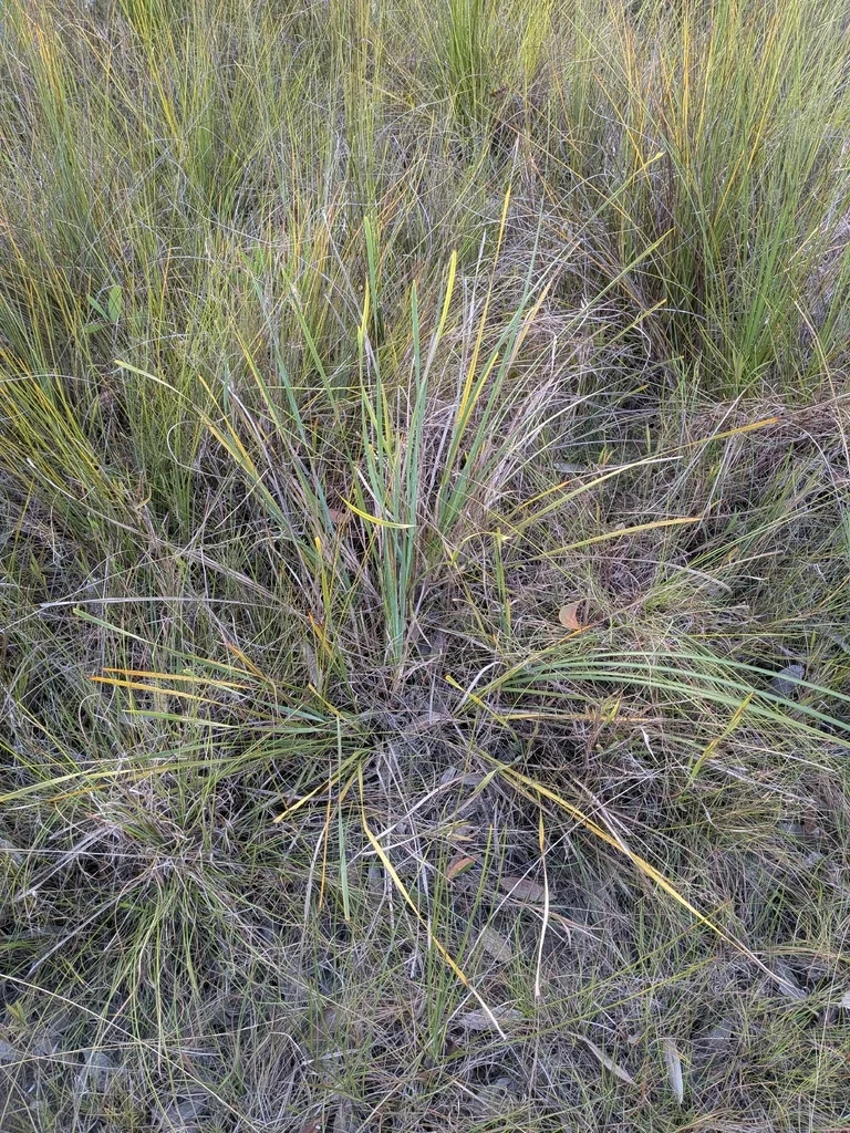 Lomandra Longifolia