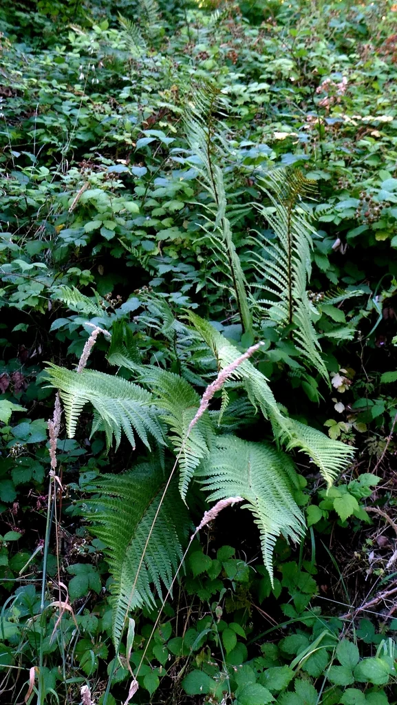 Dryopteris Affinis