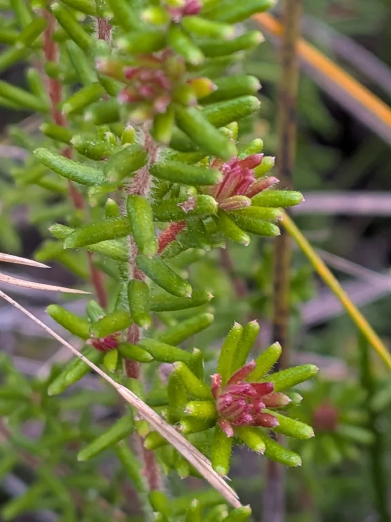 Hibbertia Vestita