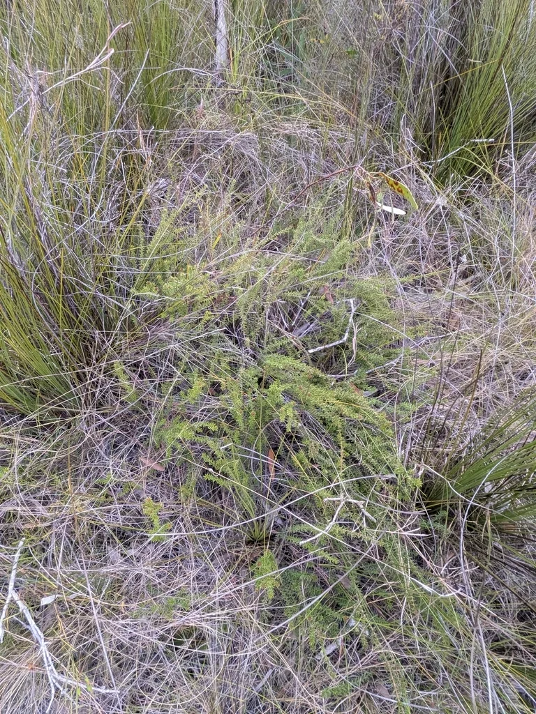 Hibbertia Vestita