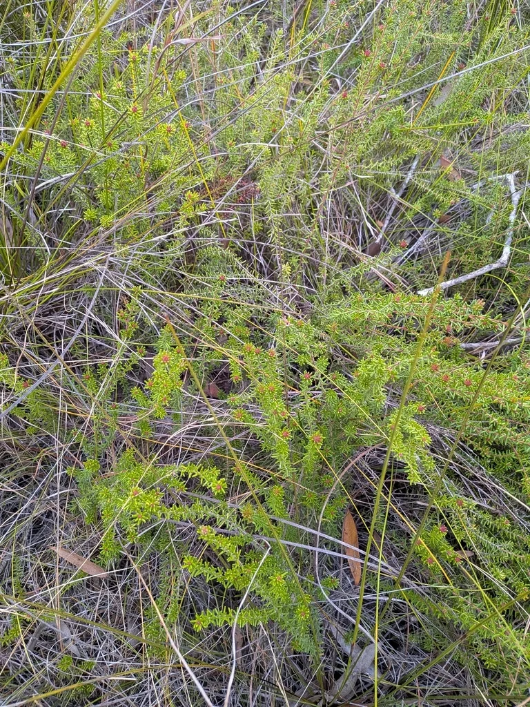 Hibbertia Vestita