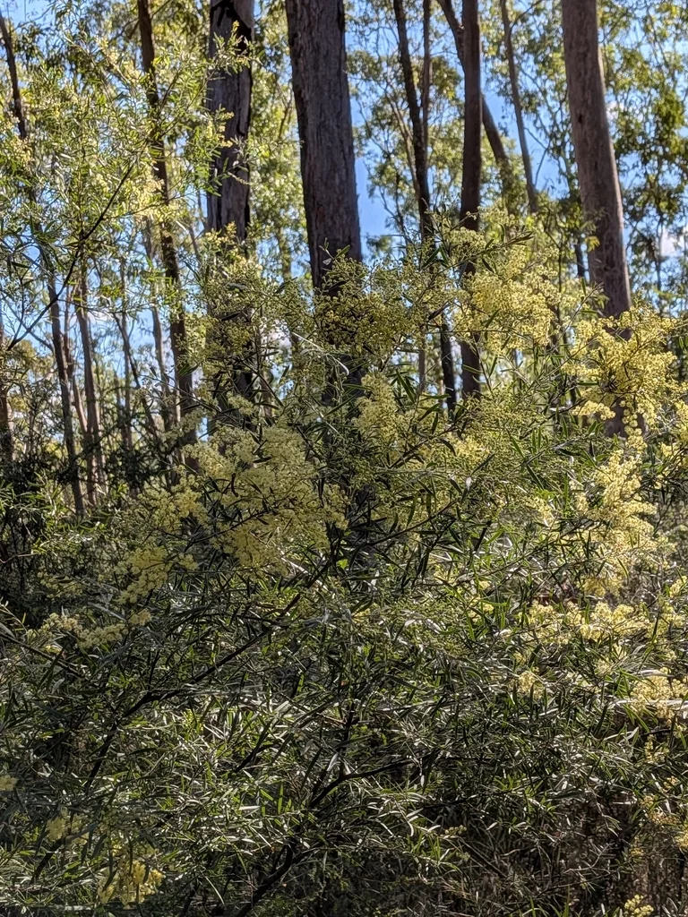 Acacia Fimbriata