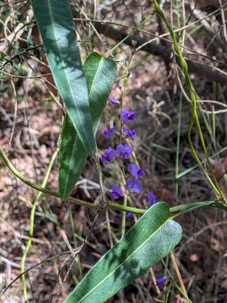Hardenbergia Violacea