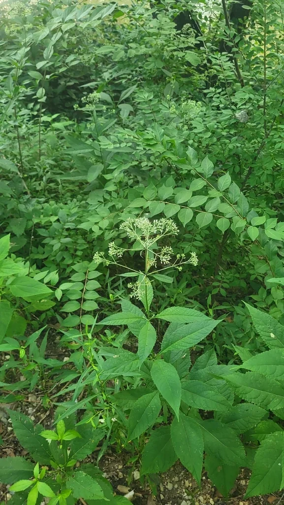 Eupatorium Purpureum