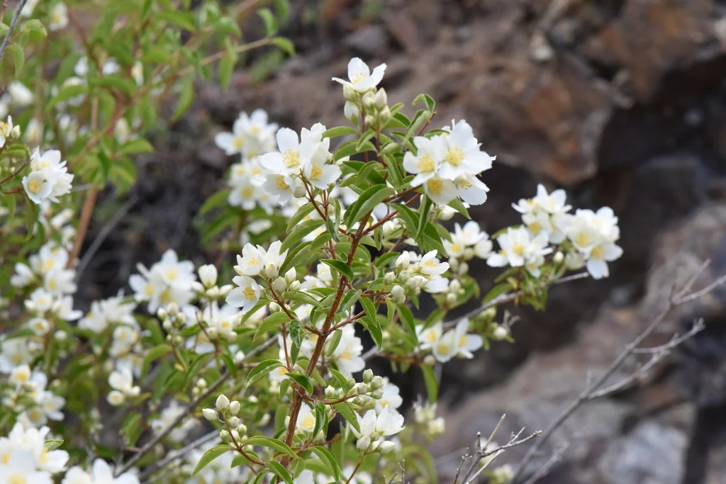 Philadelphus Lewisii