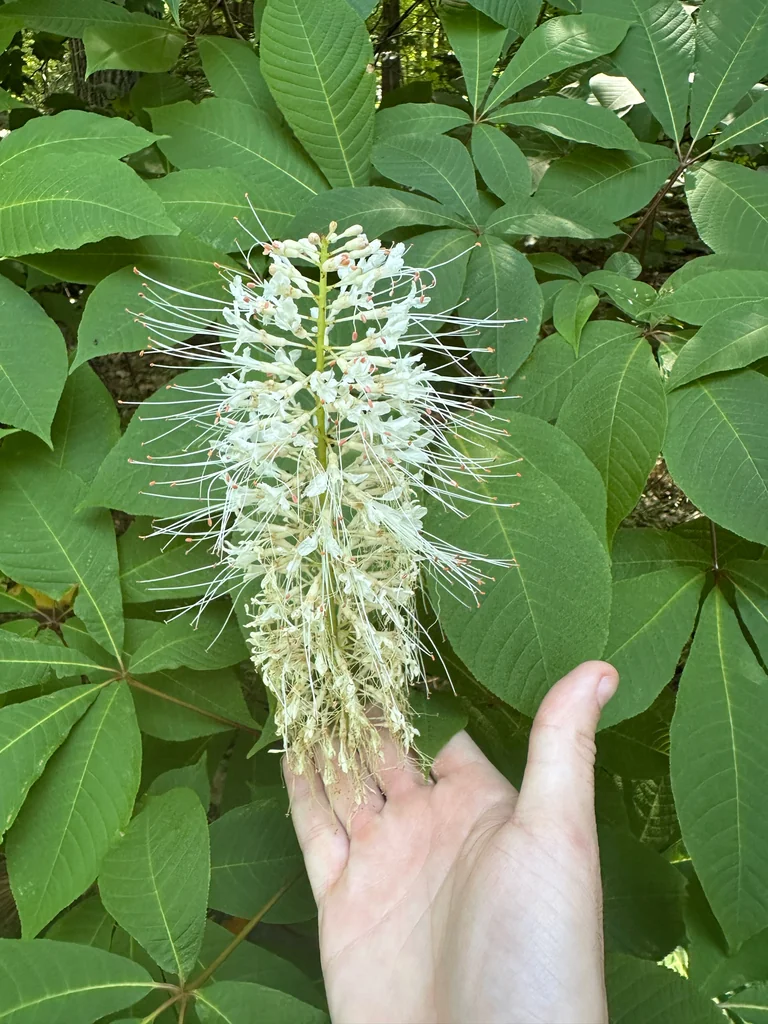 Aesculus Parviflora