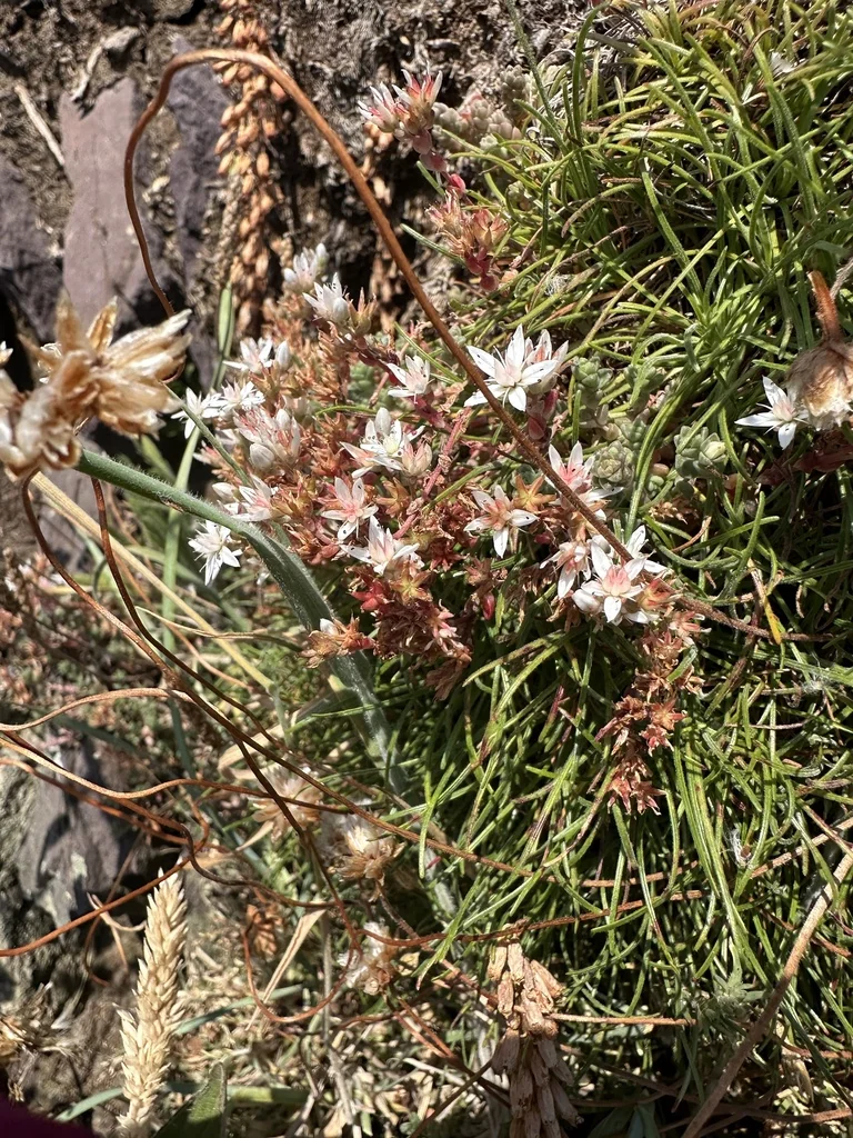 Sedum Anglicum