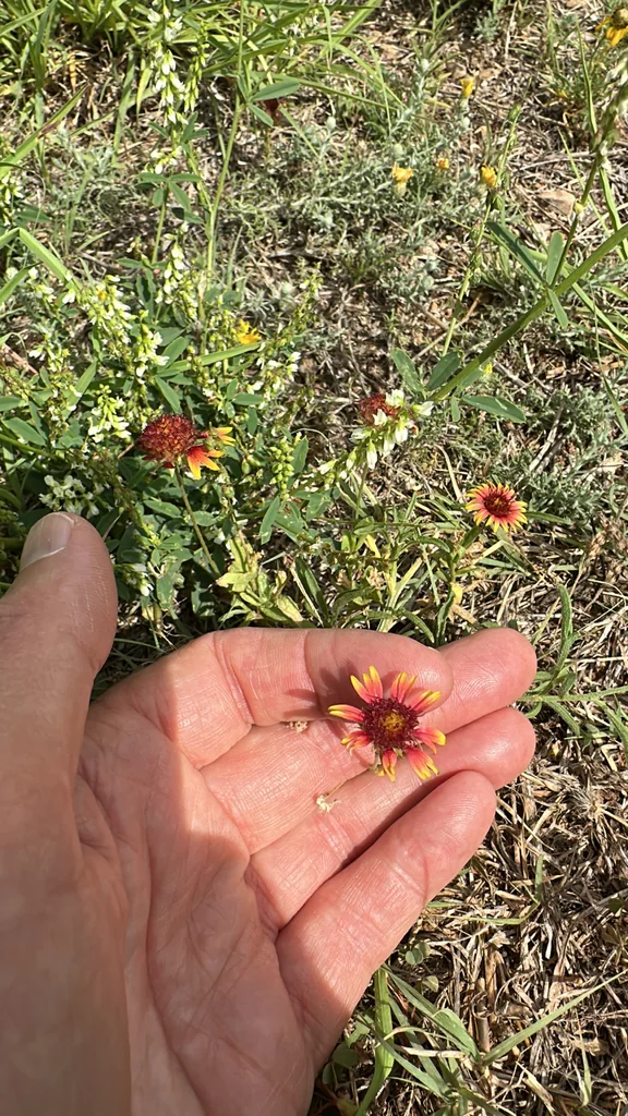 Gaillardia Pulchella