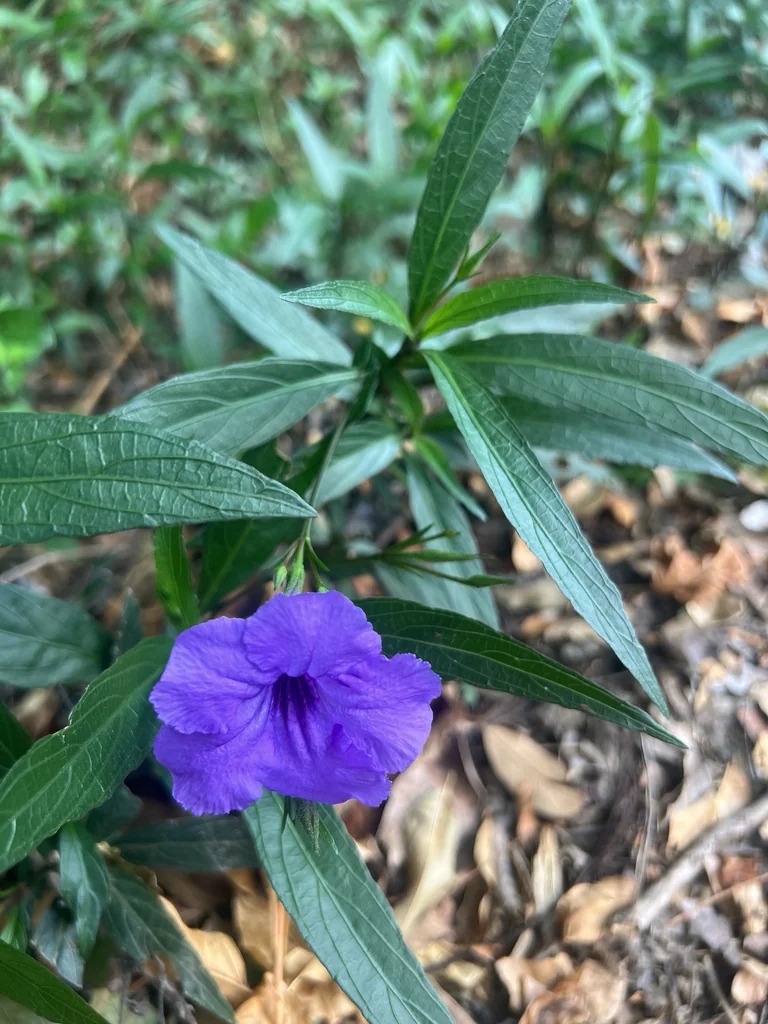 Ruellia Brittoniana
