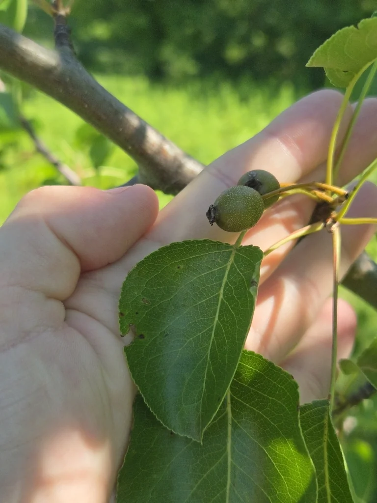 Pyrus Calleryana