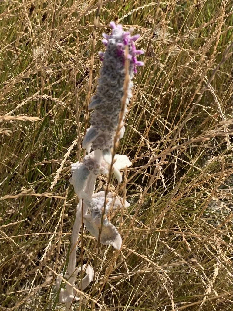 Stachys Byzantina