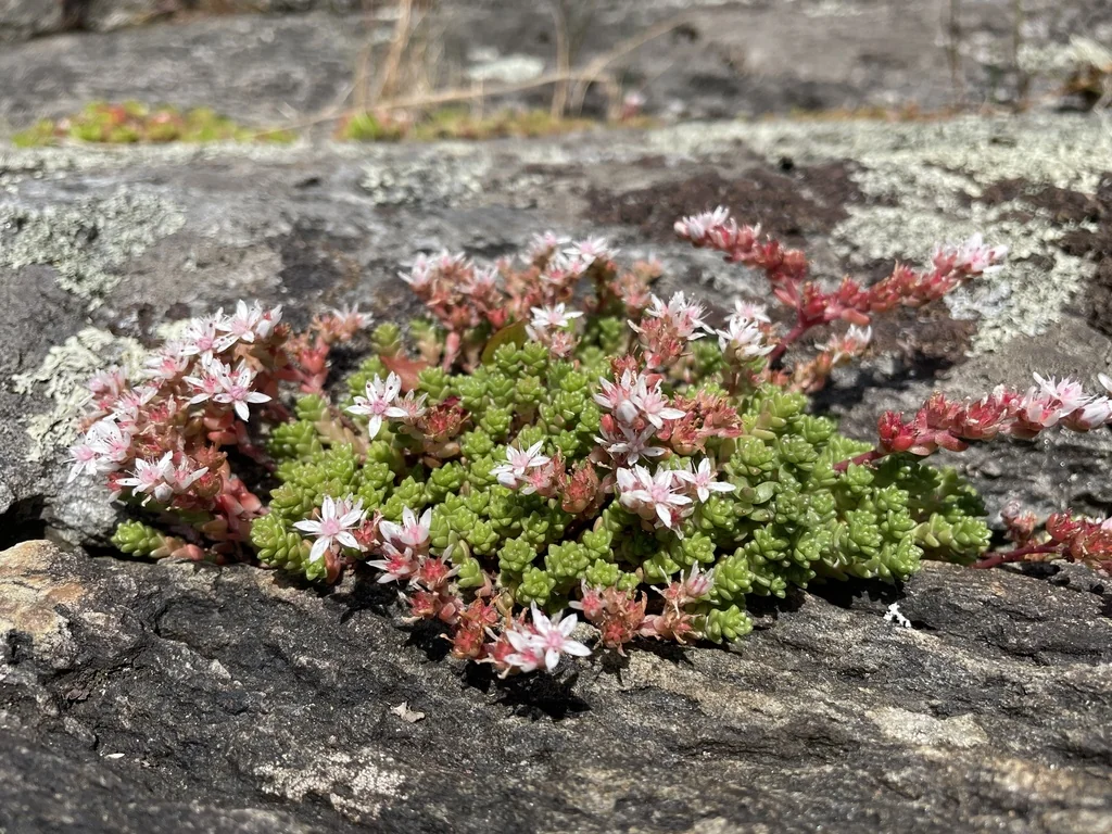 Sedum Anglicum