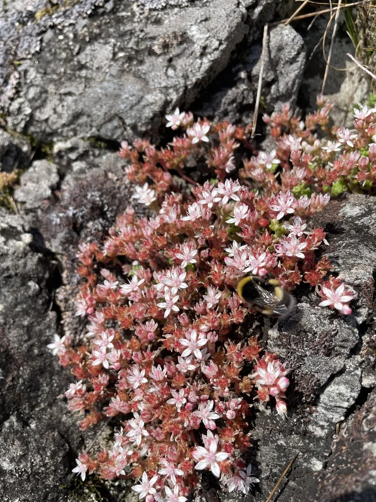 Sedum Anglicum