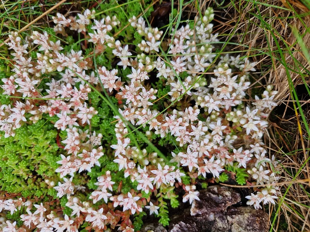 Sedum Anglicum