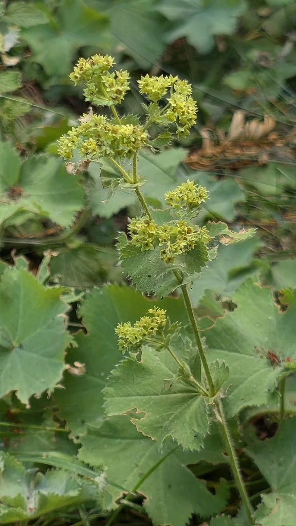 Alchemilla Mollis
