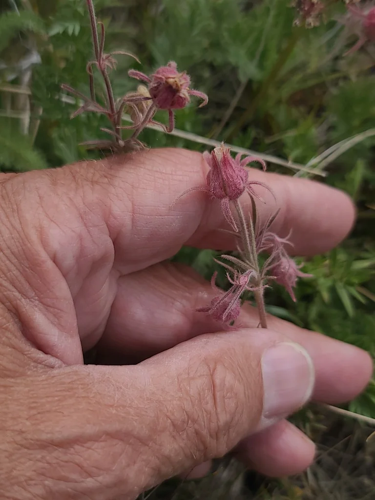 Geum Triflorum