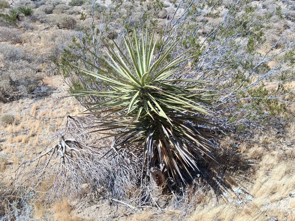 Yucca Schidigera