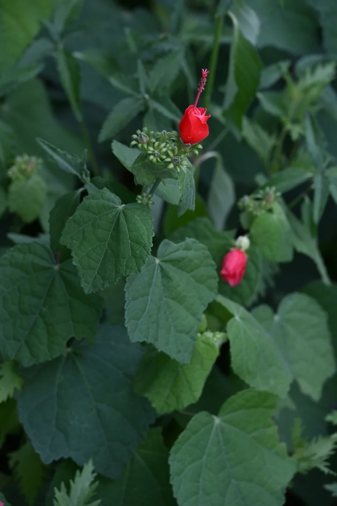 Malvaviscus Arboreus