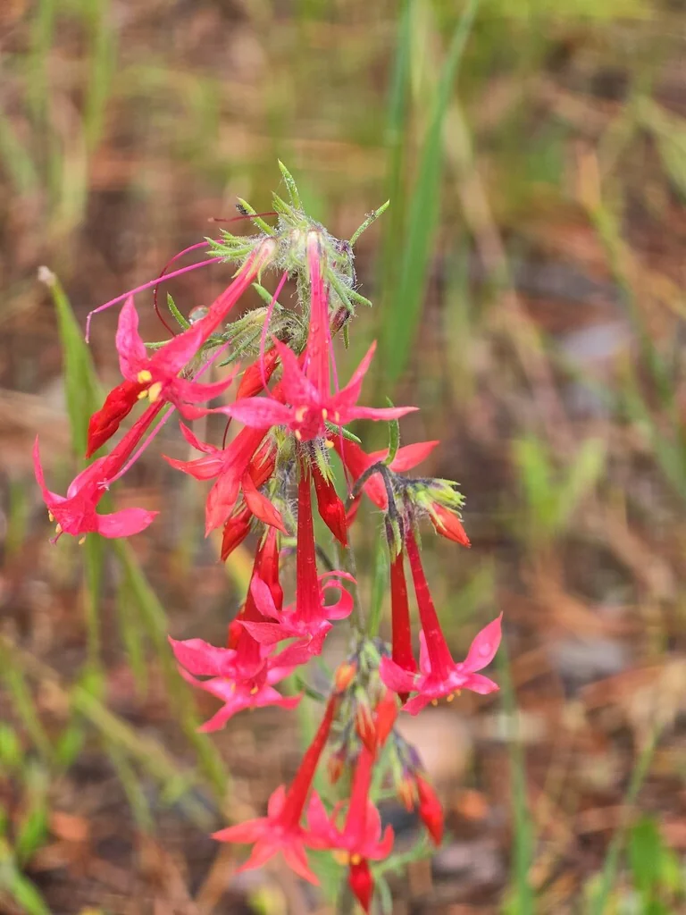 Ipomopsis Aggregata