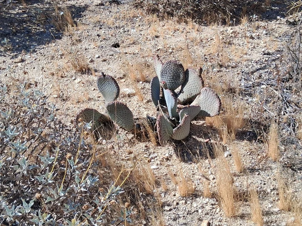 Opuntia Basilaris