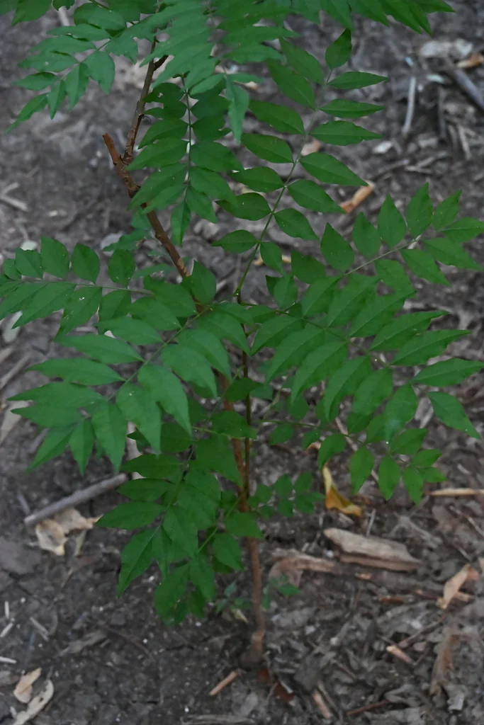 Pistacia Chinensis