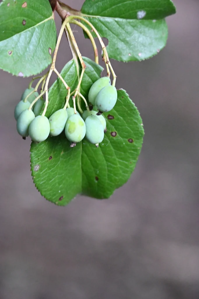 Viburnum rufidulum
