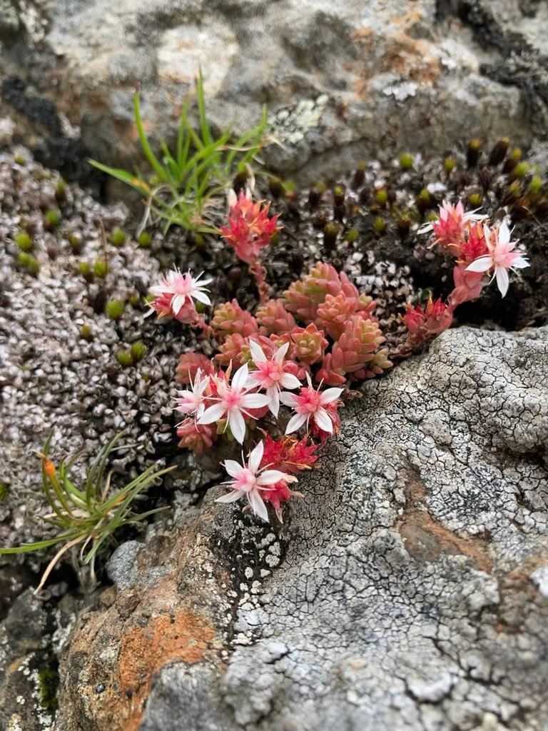 Sedum Anglicum