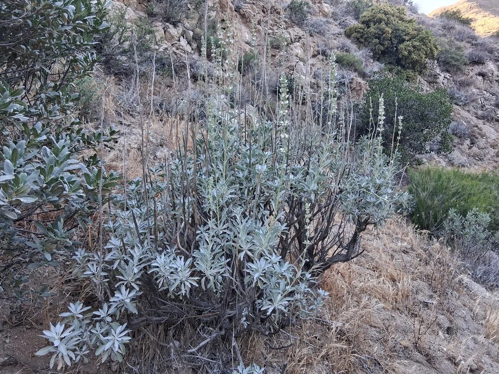 Salvia Apiana