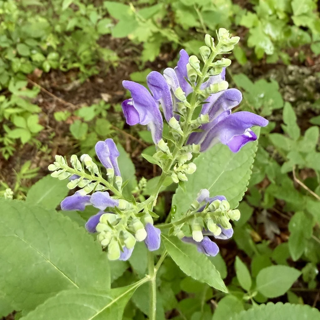 Scutellaria Incana