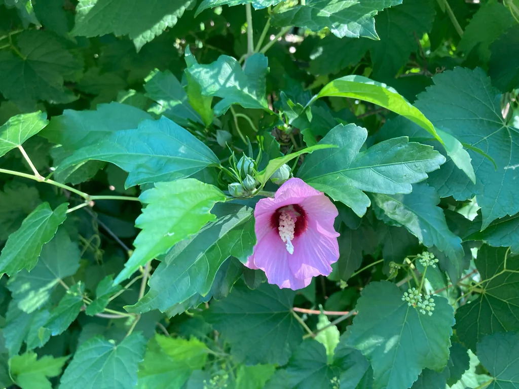 Hibiscus syriacus