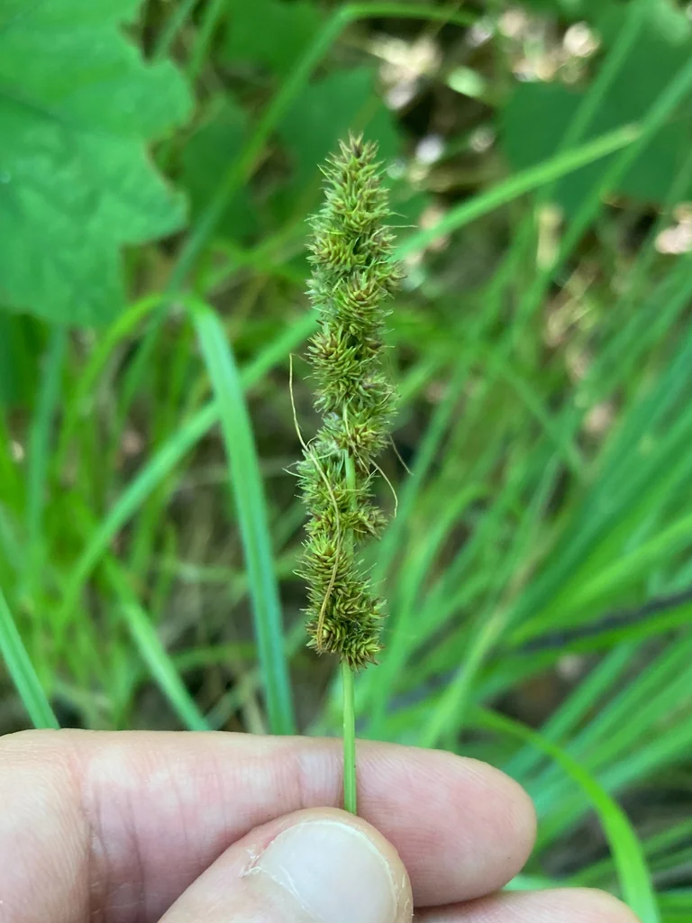 Carex Vulpinoidea