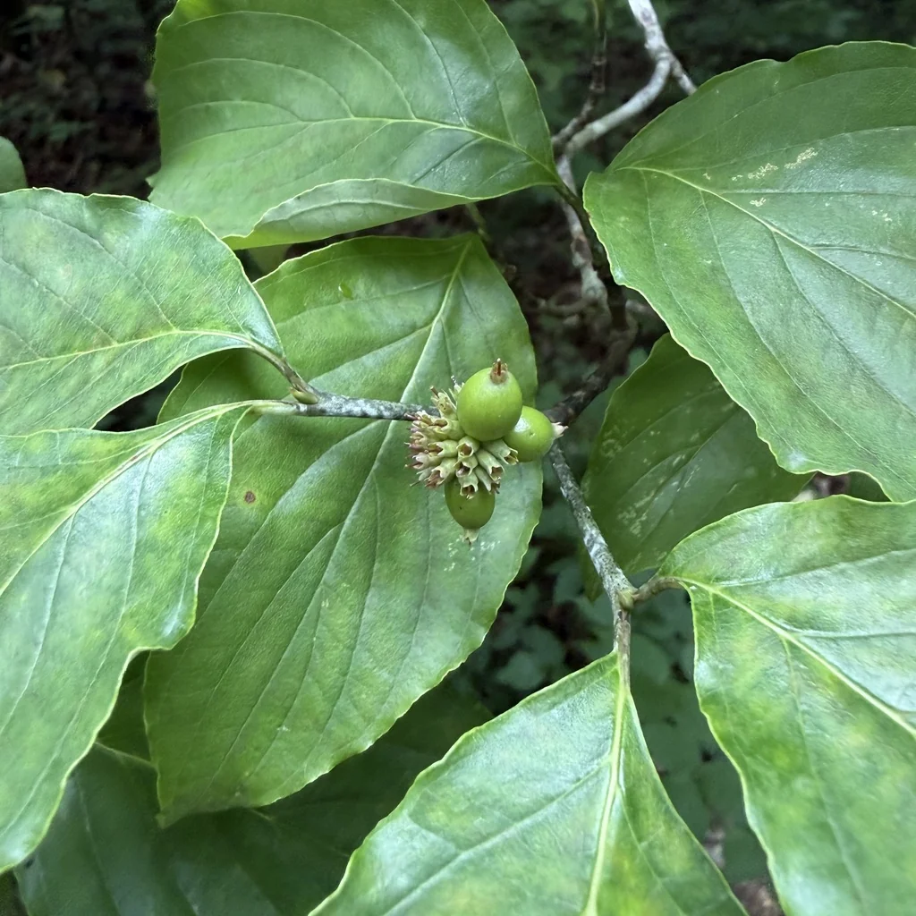 Cornus Florida