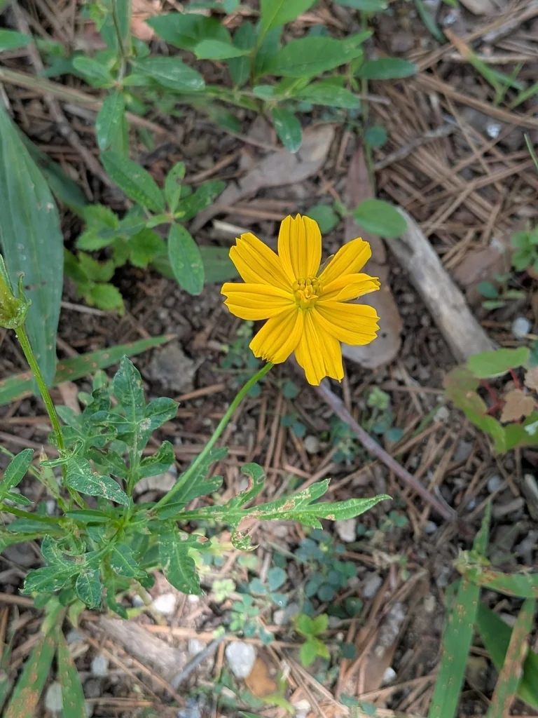 Cosmos Sulphureus