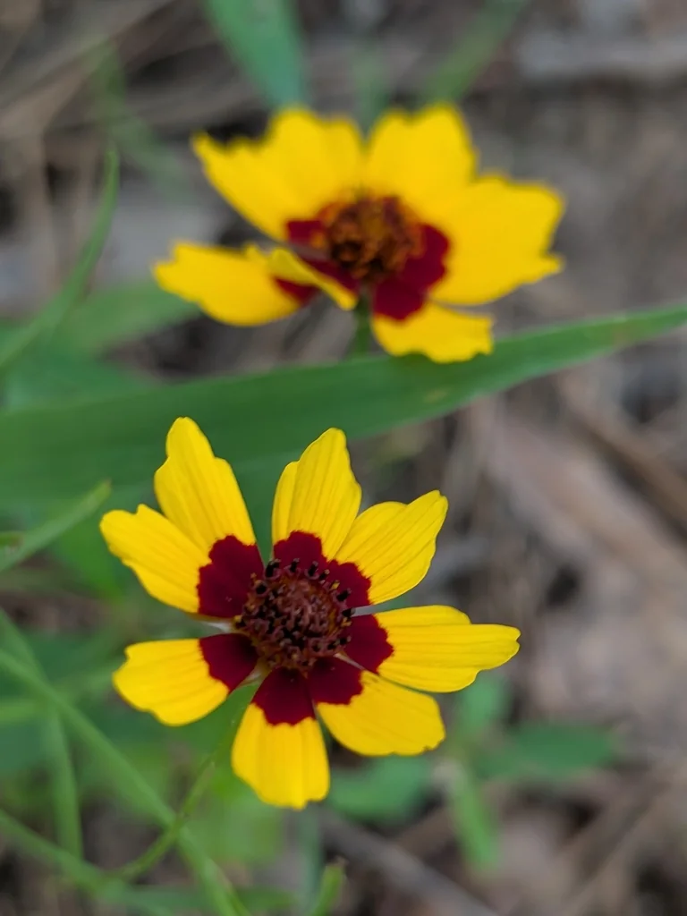 Coreopsis Tinctoria