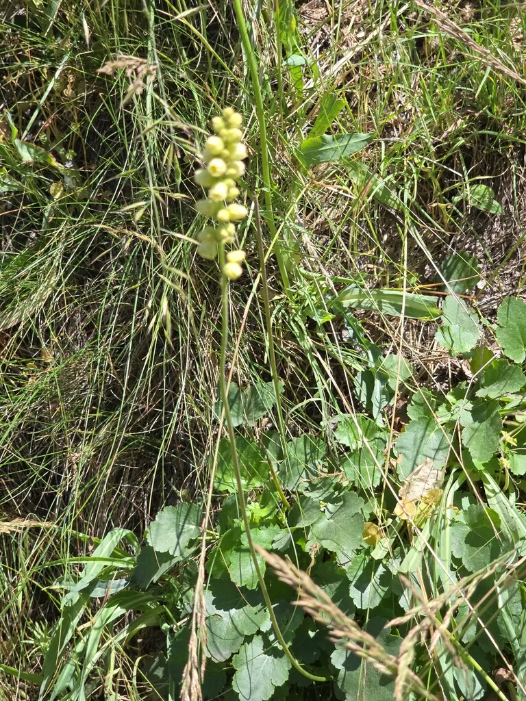 Heuchera Cylindrica