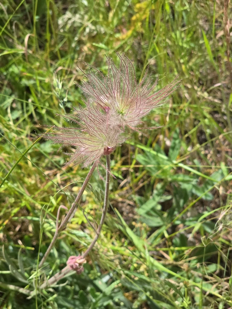 Geum Triflorum
