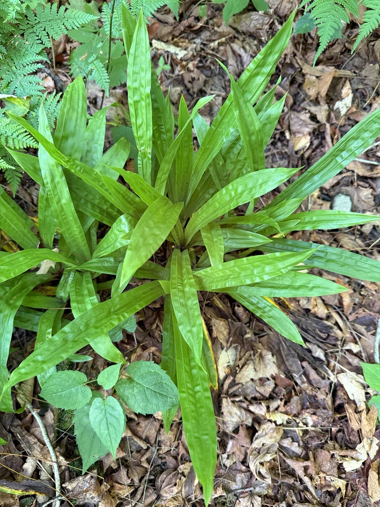 Carex plantaginea