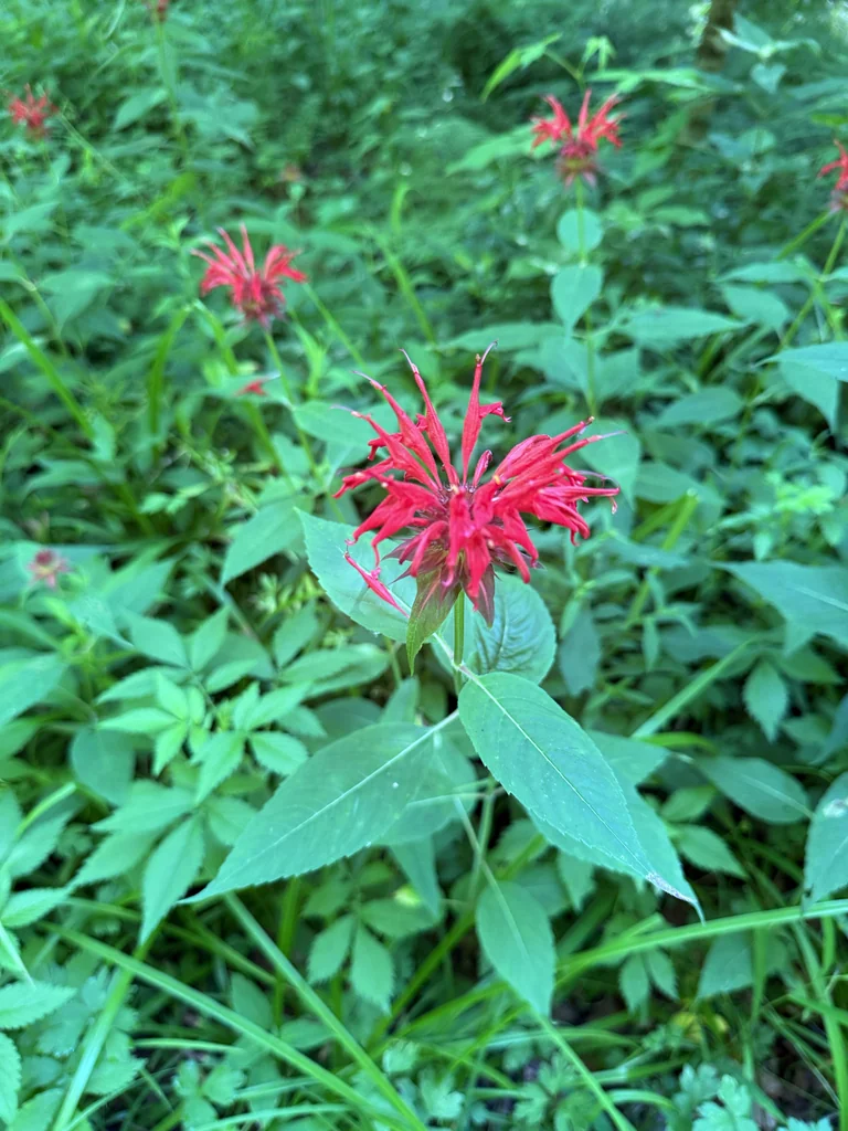 Monarda didyma