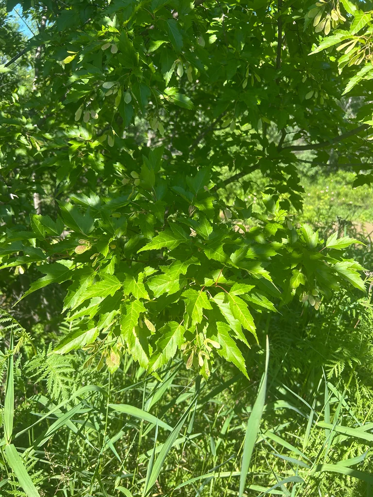 Acer Ginnala