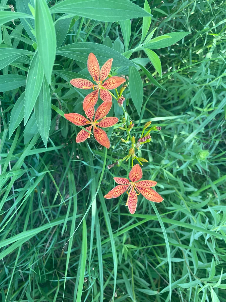 Iris Domestica