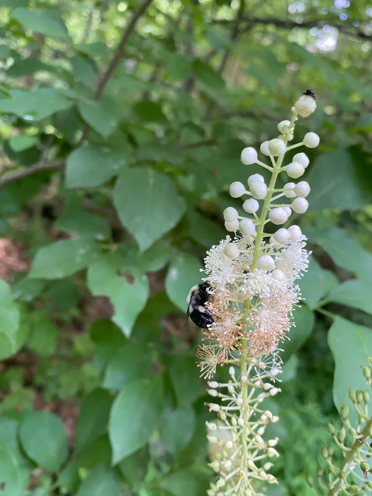 Actaea Racemosa