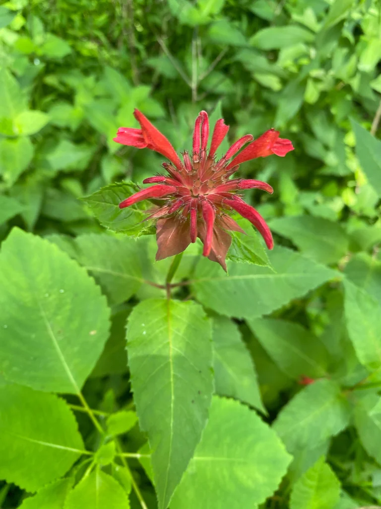 Monarda didyma