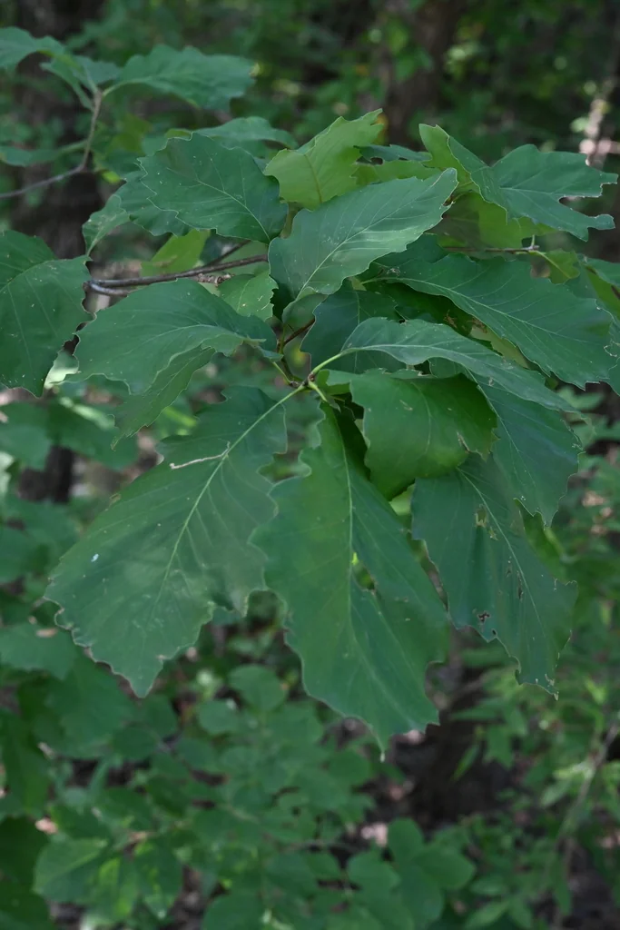 Quercus Muehlenbergii